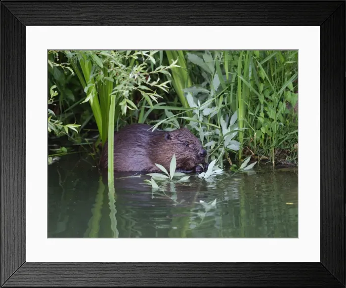 Framed Print : Picture No. 10891141 Framed Print : Picture No. 10891141