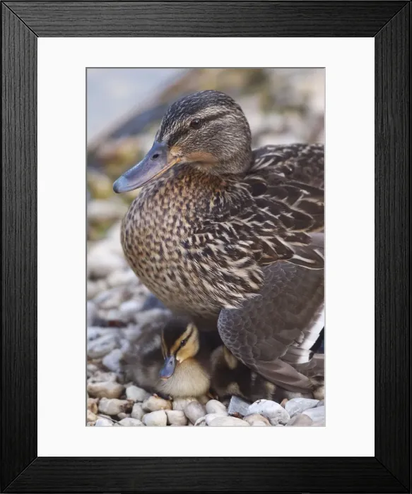 Framed Print : Picture No. 10891150 Framed Print : Picture No. 10891150