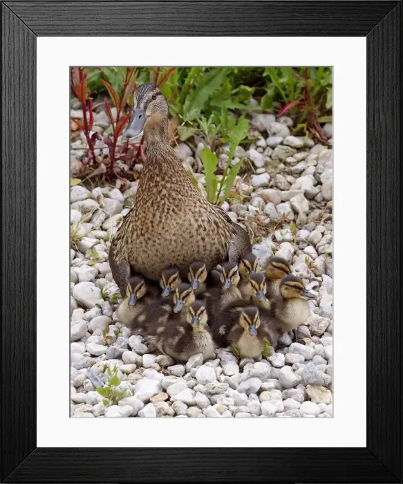 Framed Print : Picture No. 10891154 Framed Print : Picture No. 10891154