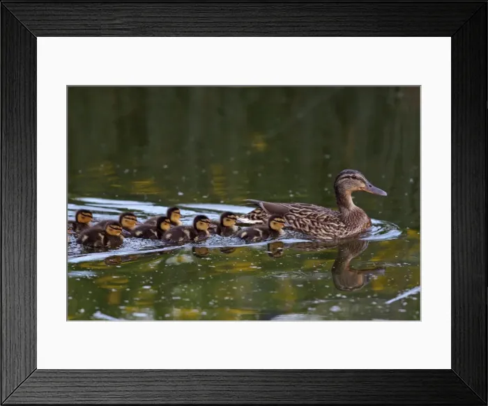 Framed Print : Picture No. 10891151 Framed Print : Picture No. 10891151