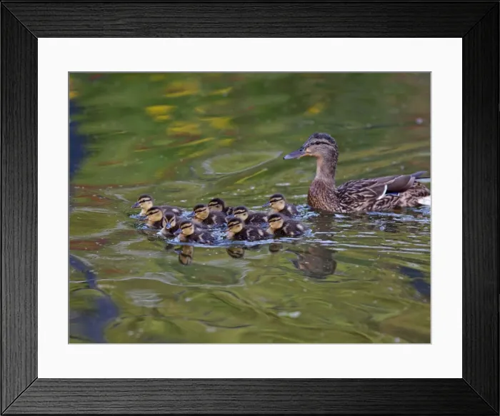 Framed Print : Picture No. 10891152 Framed Print : Picture No. 10891152