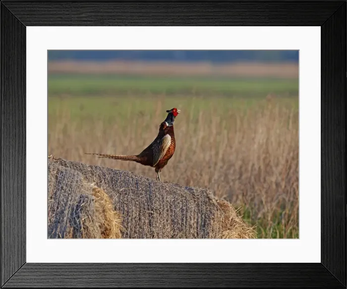 Framed Print : Picture No. 10891157 Framed Print : Picture No. 10891157