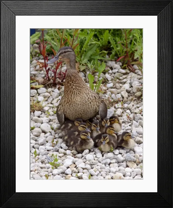 Framed Print : Picture No. 10891155