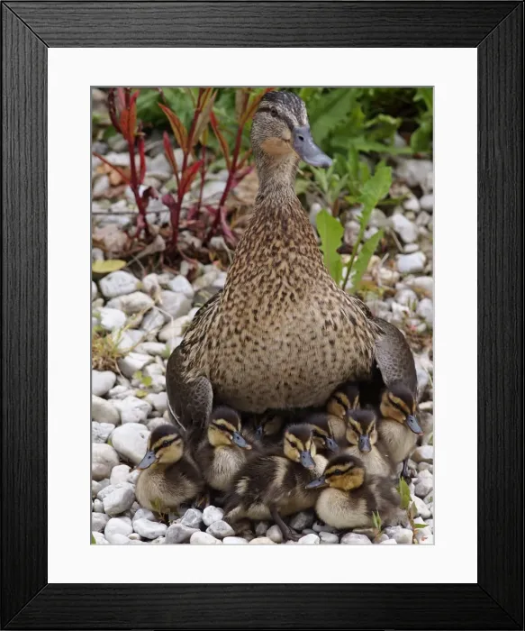 Framed Print : Picture No. 10891153