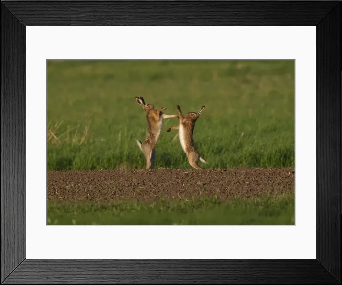 Framed Print : Picture No. 10891162