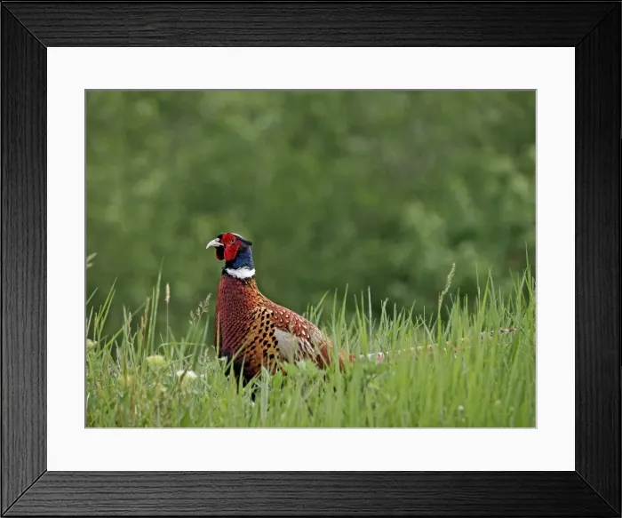 Framed Print : Picture No. 10891159 Framed Print : Picture No. 10891159