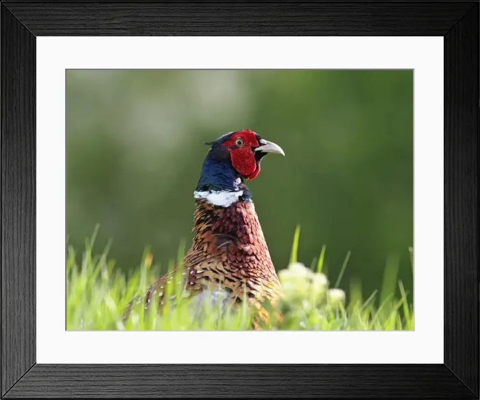 Framed Print : Picture No. 10891158 Framed Print : Picture No. 10891158