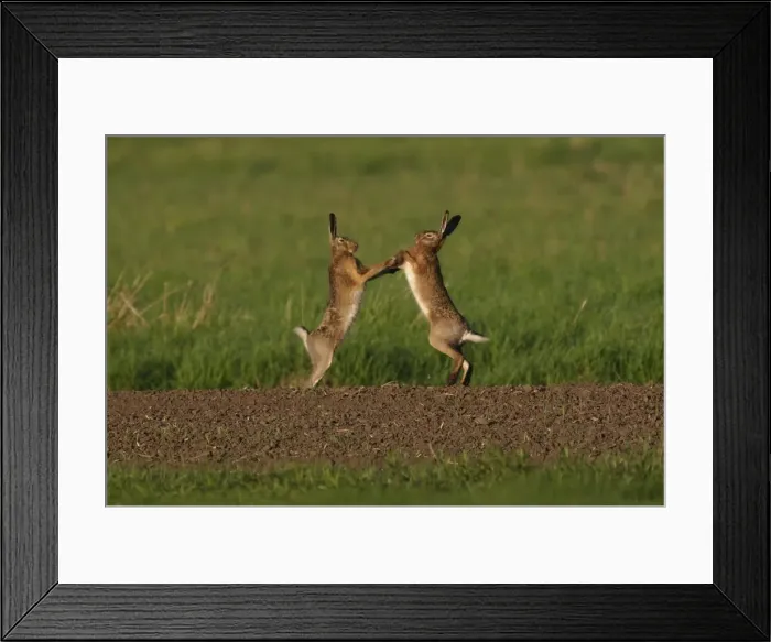 Framed Print : Picture No. 10891163 Framed Print : Picture No. 10891163