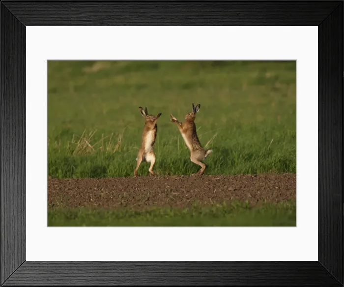 Framed Print : Picture No. 10891165 Framed Print : Picture No. 10891165