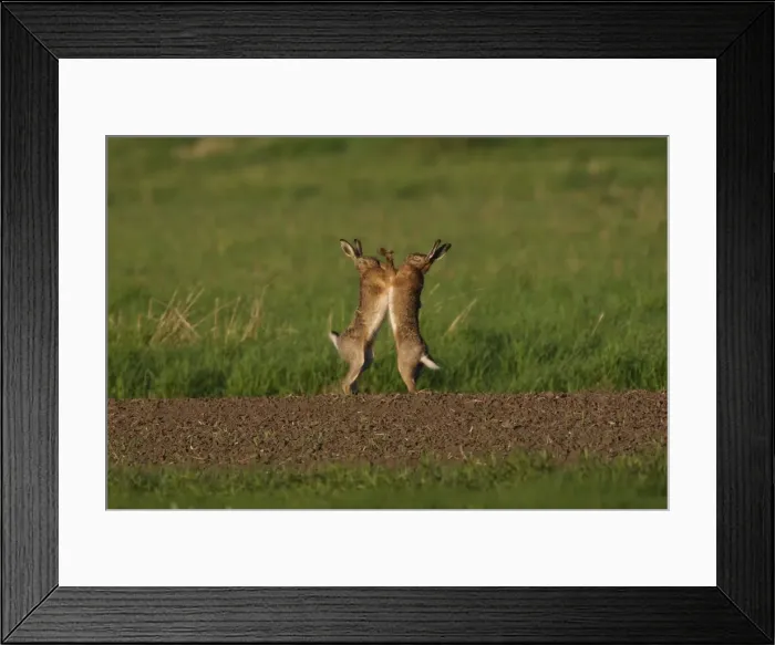 Framed Print : Picture No. 10891164 Framed Print : Picture No. 10891164