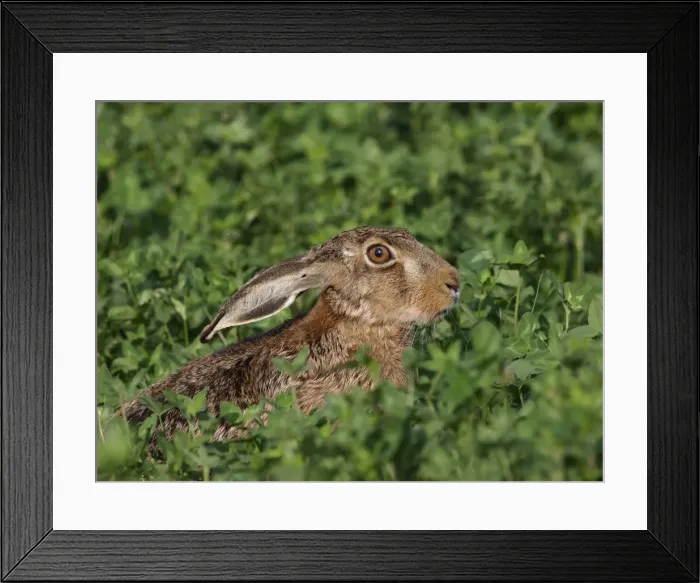 Framed Print : Picture No. 10891169 Framed Print : Picture No. 10891169