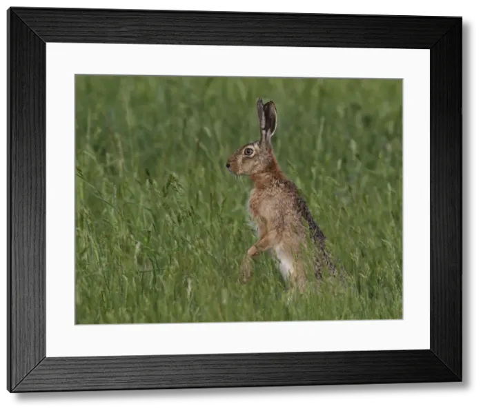 Framed Print : Picture No. 10891170 Framed Print : Picture No. 10891170