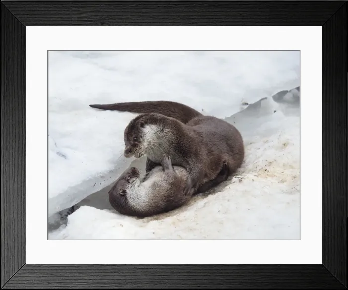 Framed Print : Picture No. 10891171 Framed Print : Picture No. 10891171