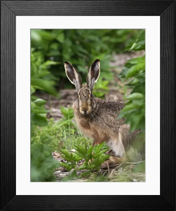 Framed Print : Picture No. 10891166 Framed Print : Picture No. 10891166