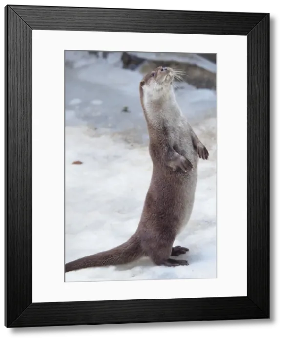Framed Print : Picture No. 10891173 Framed Print : Picture No. 10891173