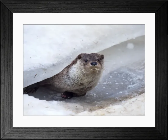Framed Print : Picture No. 10891174 Framed Print : Picture No. 10891174