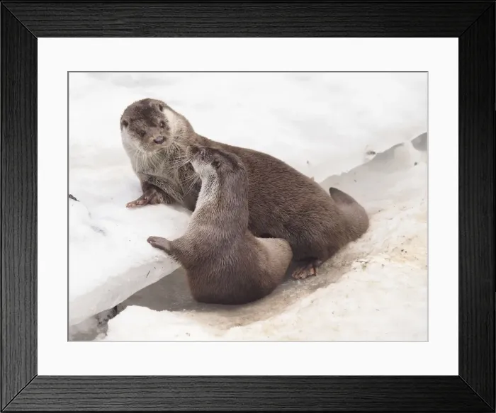Framed Print : Picture No. 10891172 Framed Print : Picture No. 10891172