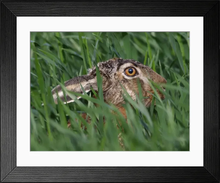 Framed Print : Picture No. 10891167 Framed Print : Picture No. 10891167
