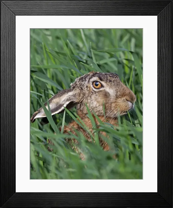 Framed Print : Picture No. 10891168 Framed Print : Picture No. 10891168