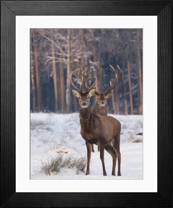 Framed Print : Picture No. 10891183 Framed Print : Picture No. 10891183