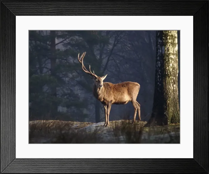 Framed Print : Picture No. 10891184 Framed Print : Picture No. 10891184