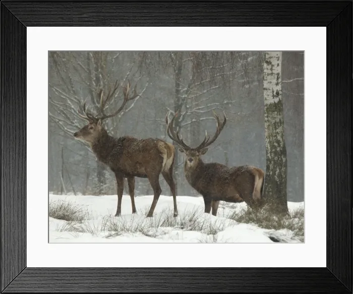 Framed Print : Picture No. 10891182