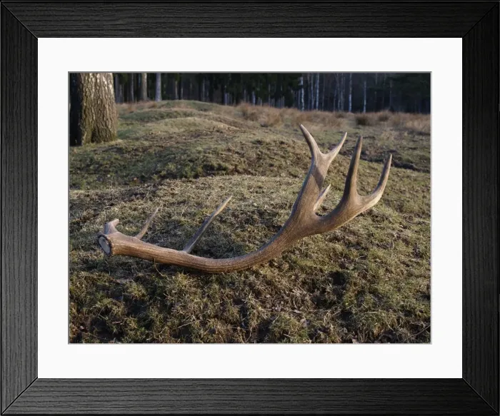 Framed Print : Picture No. 10891186 Framed Print : Picture No. 10891186