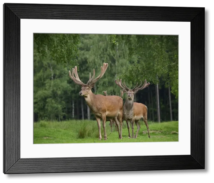 Framed Print : Picture No. 10891188