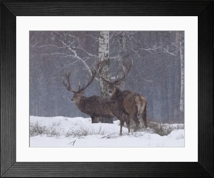 Framed Print : Picture No. 10891181 Framed Print : Picture No. 10891181