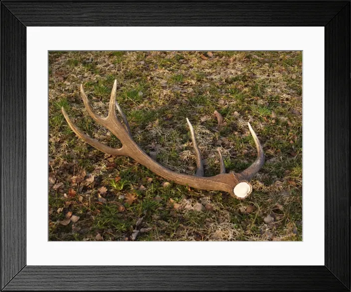 Framed Print : Picture No. 10891185 Framed Print : Picture No. 10891185