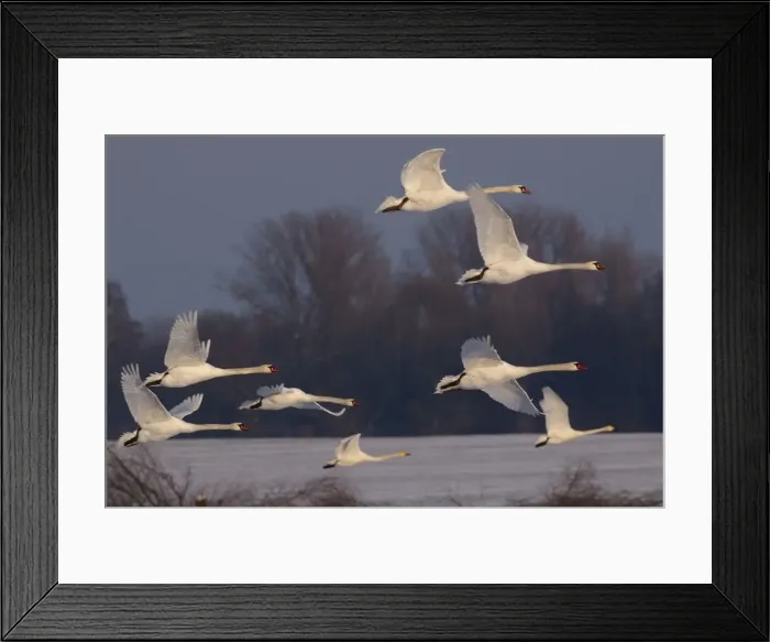 Framed Print : Picture No. 10891191 Framed Print : Picture No. 10891191