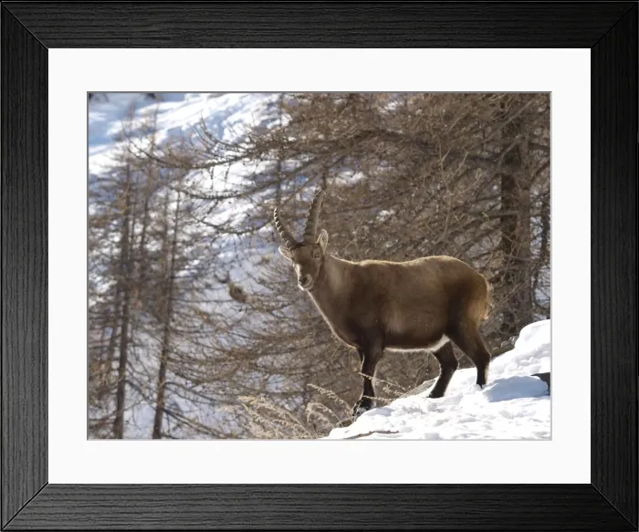 Framed Print : Picture No. 10891192 Framed Print : Picture No. 10891192