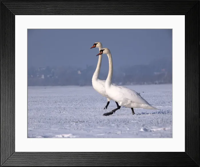 Framed Print : Picture No. 10891190 Framed Print : Picture No. 10891190