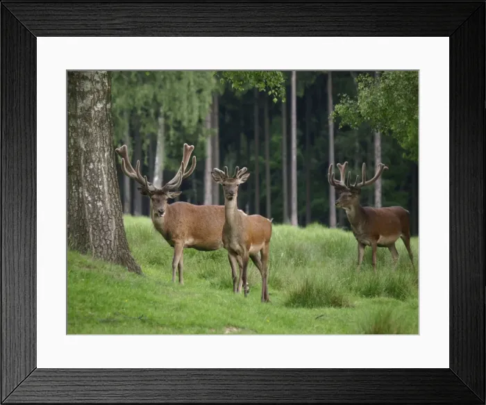 Framed Print : Picture No. 10891187 Framed Print : Picture No. 10891187