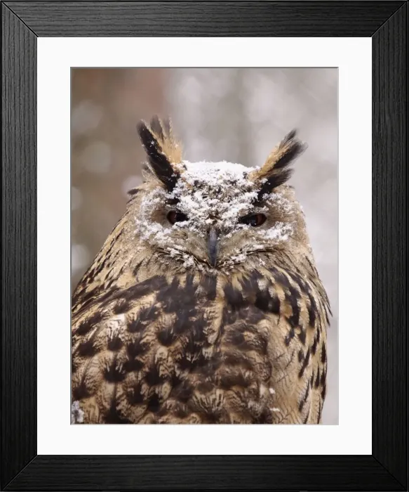 Framed Print : Picture No. 10891194