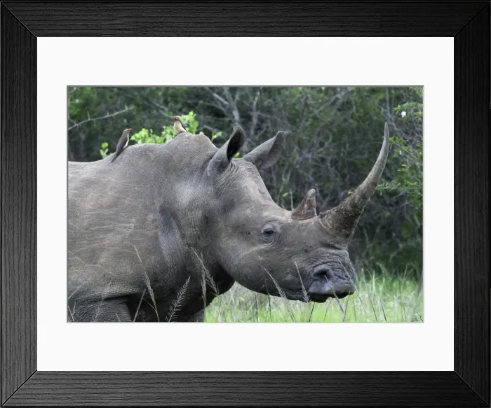 Framed Print : Picture No. 10891253 Framed Print : Picture No. 10891253