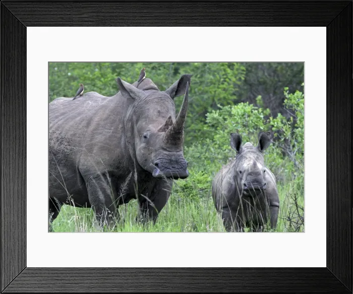 Framed Print : Picture No. 10891252 Framed Print : Picture No. 10891252