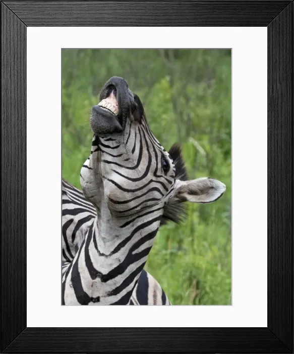 Framed Print : Picture No. 10891255 Framed Print : Picture No. 10891255