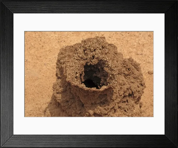 Framed Print : Picture No. 10891247