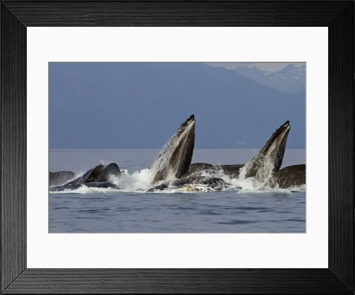 Framed Print : Picture No. 10891256 Framed Print : Picture No. 10891256