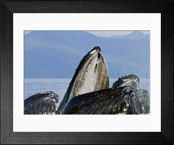 Framed Print : Picture No. 10891257 Framed Print : Picture No. 10891257