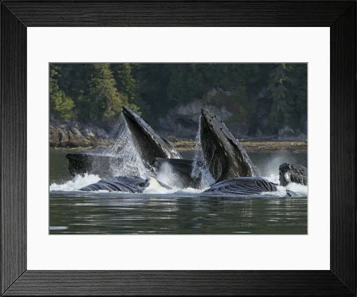Framed Print : Picture No. 10891260 Framed Print : Picture No. 10891260