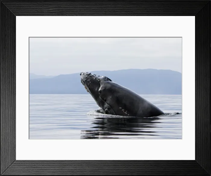 Framed Print : Picture No. 10891262 Framed Print : Picture No. 10891262