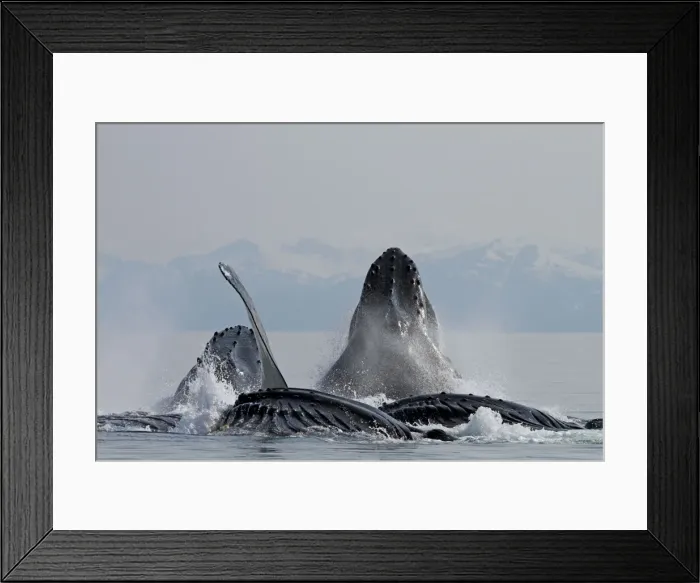 Framed Print : Picture No. 10891264 Framed Print : Picture No. 10891264