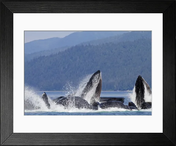 Framed Print : Picture No. 10891261