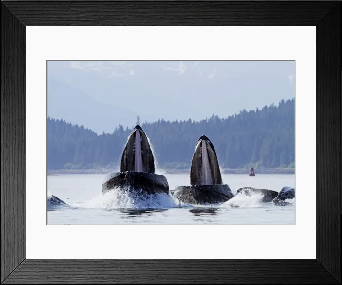 Framed Print : Picture No. 10891259 Framed Print : Picture No. 10891259