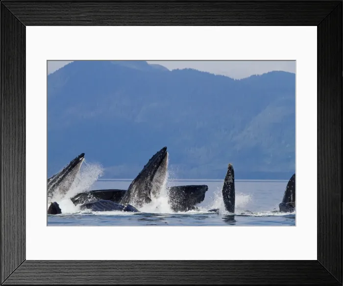 Framed Print : Picture No. 10891258 Framed Print : Picture No. 10891258
