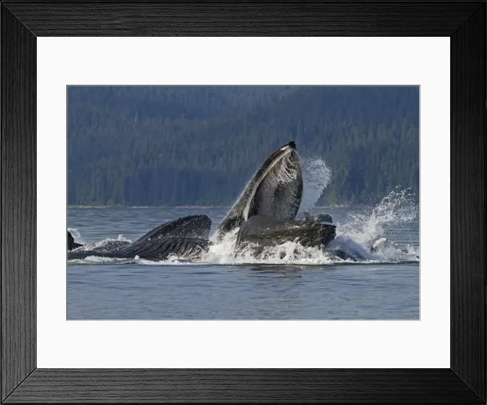Framed Print : Picture No. 10891267 Framed Print : Picture No. 10891267