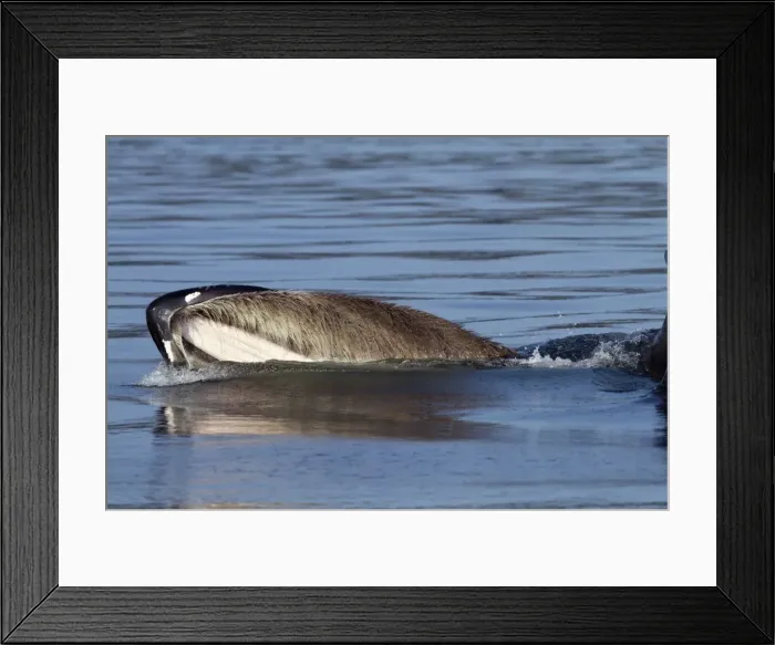 Framed Print : Picture No. 10891268