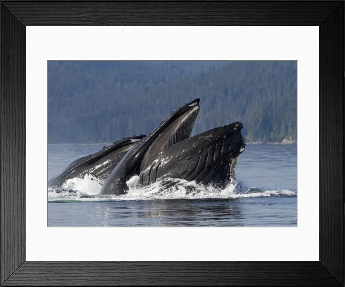 Framed Print : Picture No. 10891265